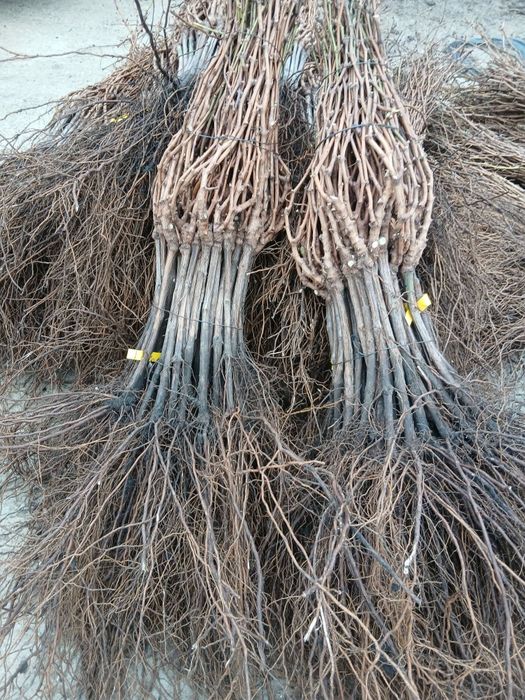 Butasi vita de vie hibrid anul 3