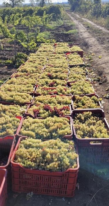 Vand struguri de vin