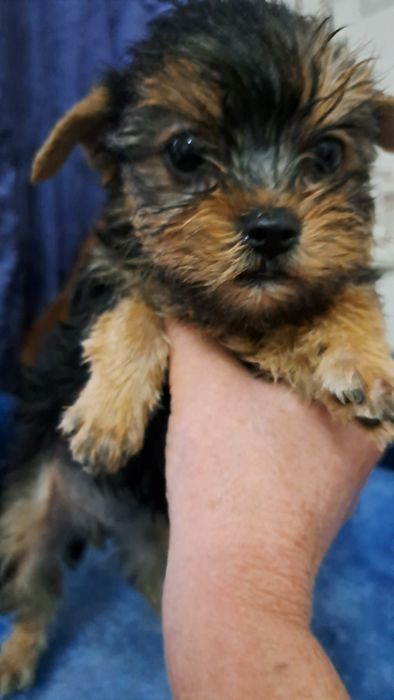 Продаю клубных щенков йорков