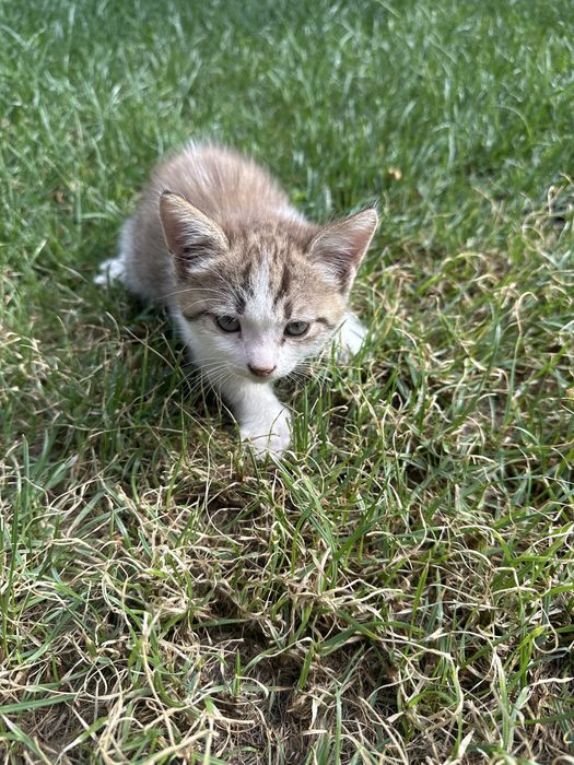 Котята в хорошие руки