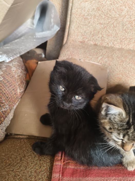 Котят  месячных подарим