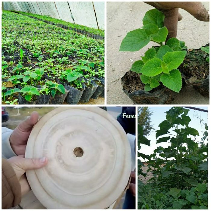 Pavloniya niholchasi sotiladi