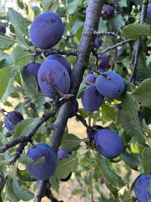 Prune de țuică bine coapte, randament maxim