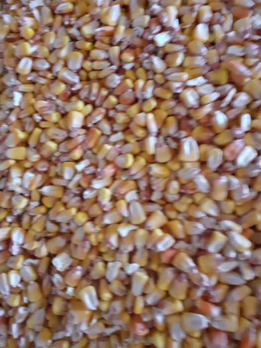 Vând porumb clasa A .și grâu  calitate superioara