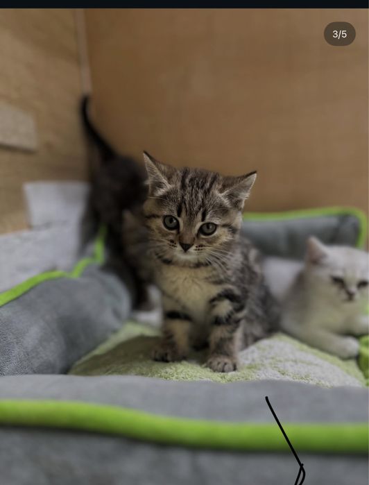 Шотладские  котята