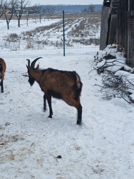 Vând tap Alpin francez de 1 an