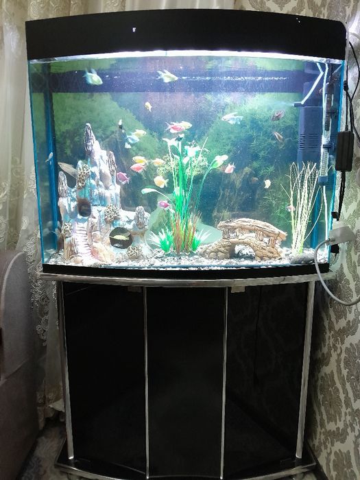 Akvaryum balikchalari bilan