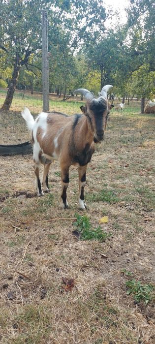 Țap Alpin francez de vanzare