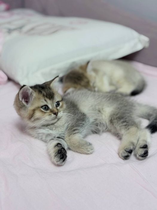 Милые котята,продаются