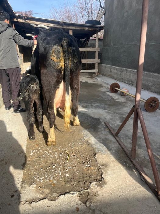 Бұзаулы сиыр сатылады