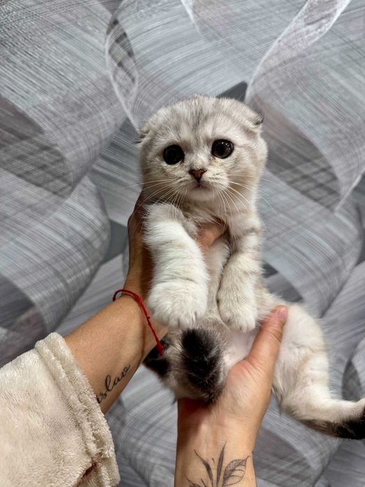 шикарная мраморная малышка