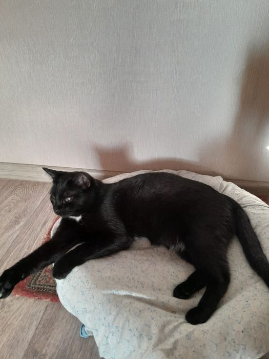 Отдам милых котеек