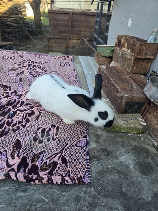 Iepurași fluture de vânzare