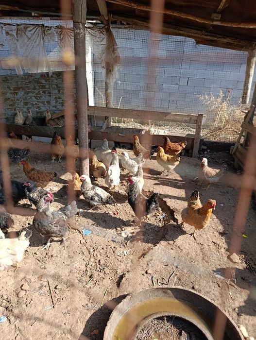 30 тауық 30 Әтеш +-