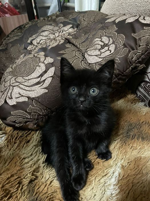 отдам маленьких котят