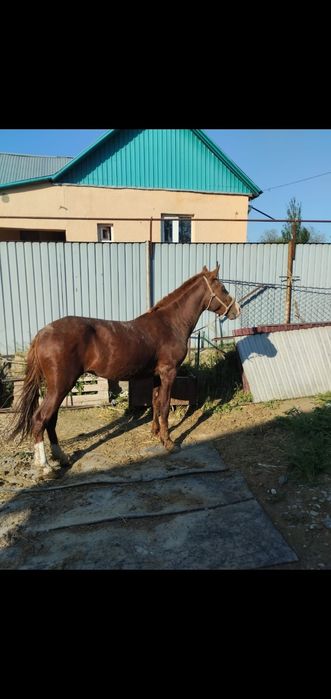 Дөнен сатылады...