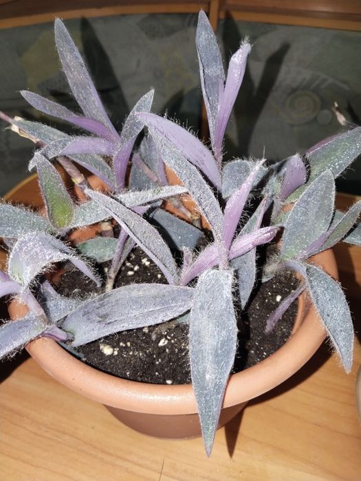 Продам сеткреазию!