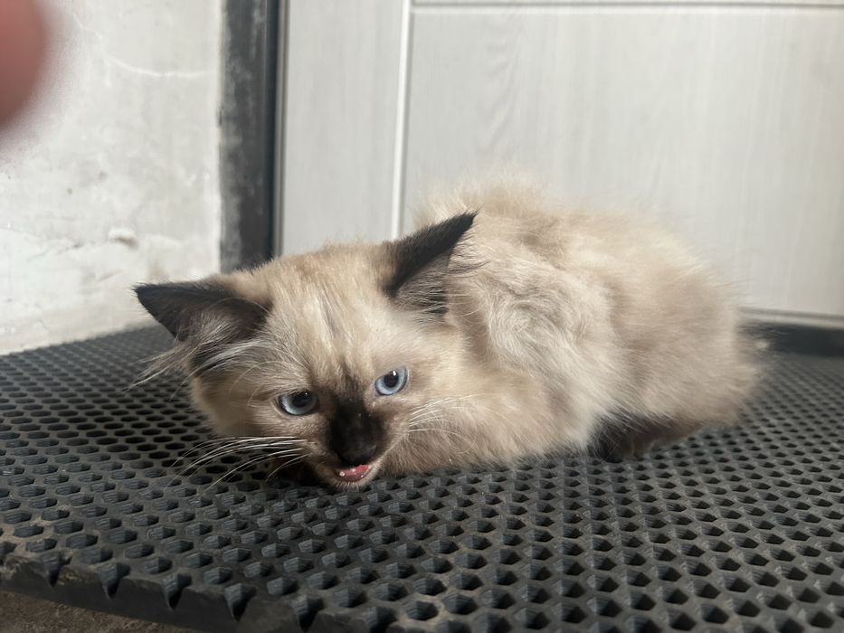 Котенок ищет дом