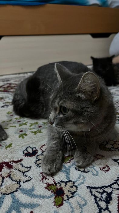 Отдам котят в добрые руки