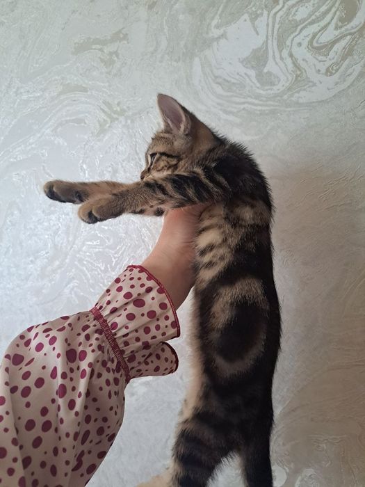 Мушук срочно сотилади  2 ойлик