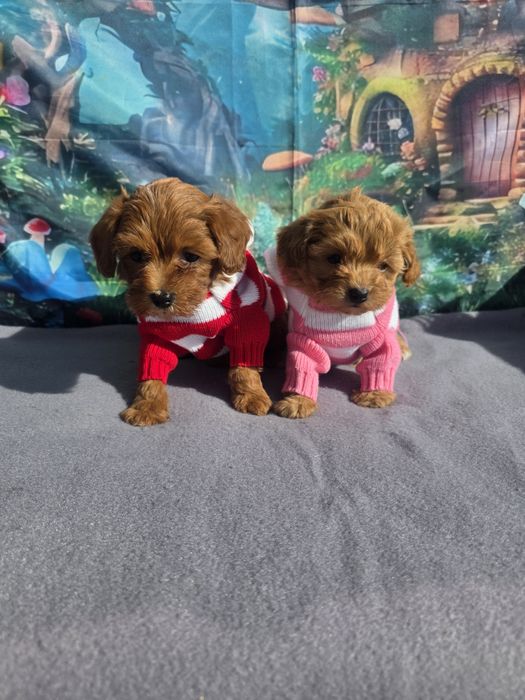 Малтипу момче и момиче