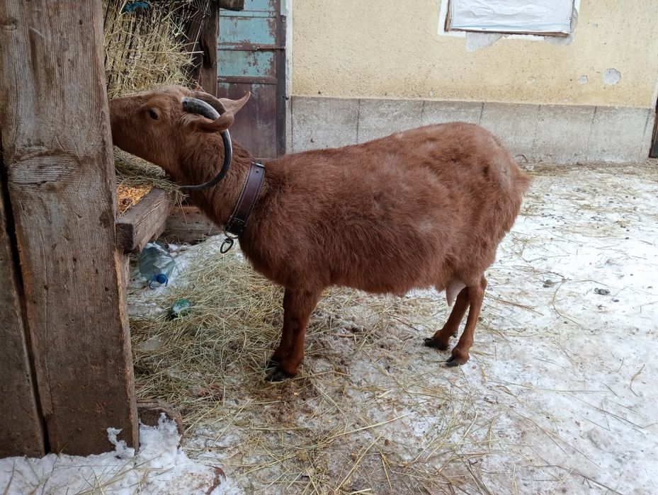 Vând capre de curte