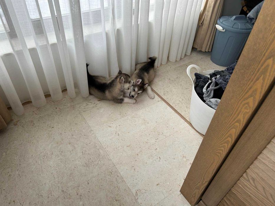 Кученца Аляски маламут