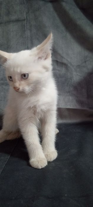 Ласковый котик, ждёт добрые ручки.