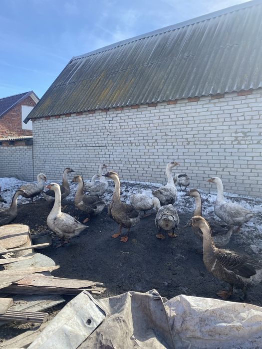 Яйцо гусиное домашнее