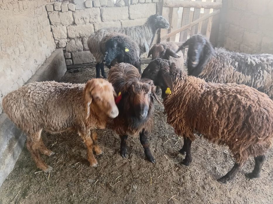 Шаруа қошқарлар  бар