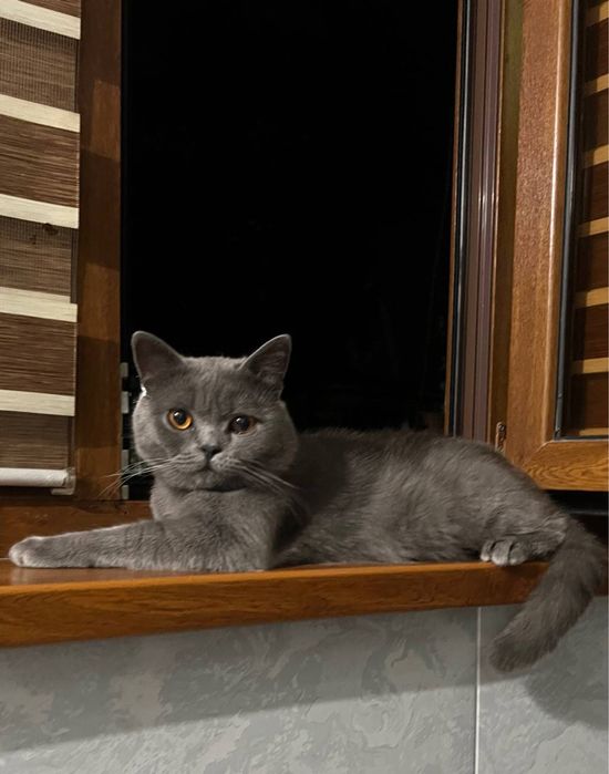 Britaniskiy shorthair