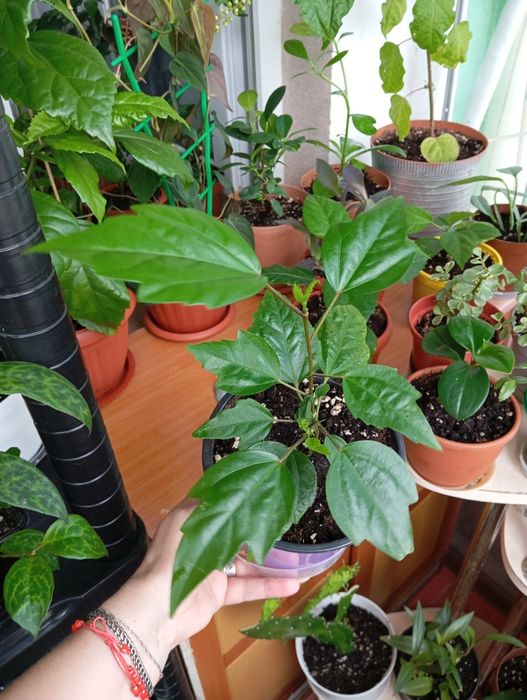 Продам комнатные растения