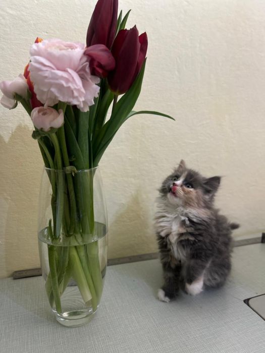 Котенок Шотландско/британская девочка