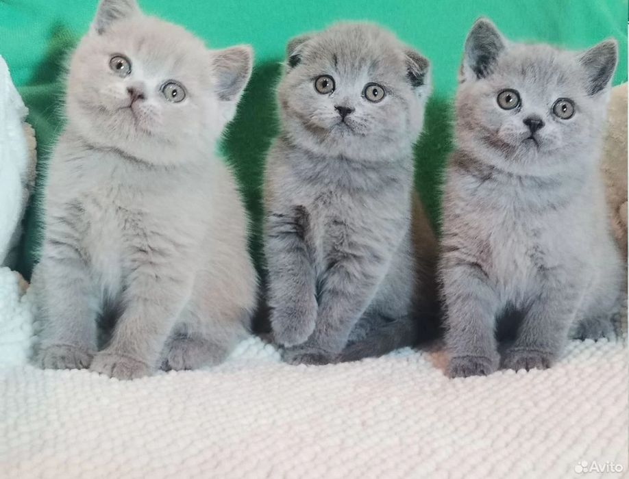 Добрые руки котята вислоухие