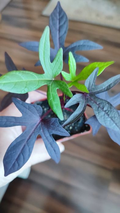 Ипомея батат комнатное