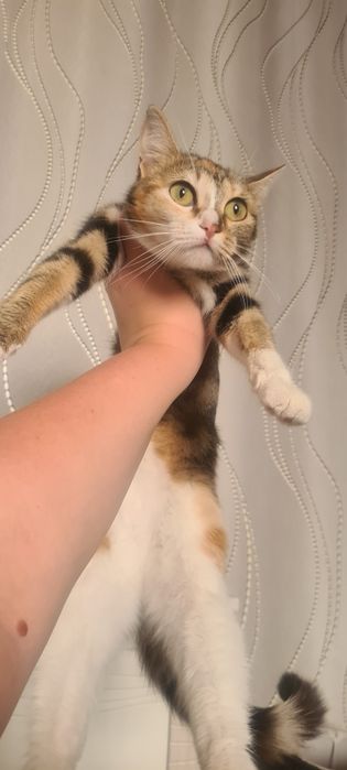 Ласковая,молодая кошечка ищет дом