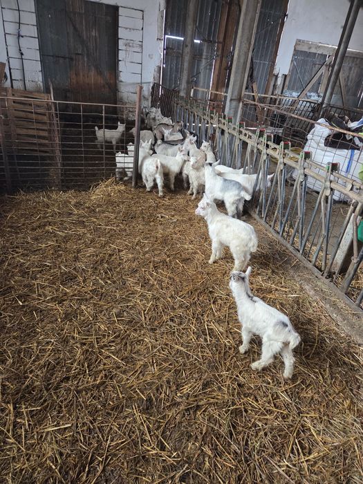 Vînd iezi pt ținut