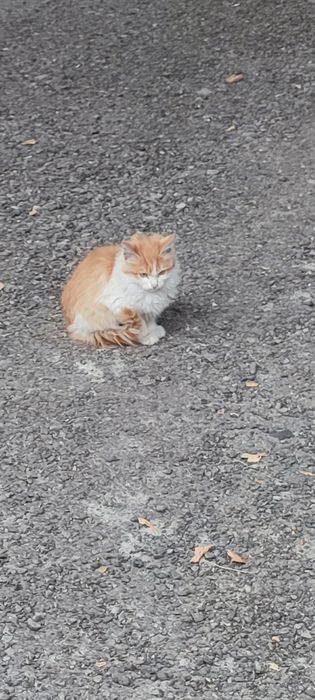 Отдам котят бесплатно
