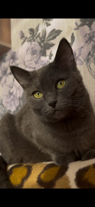 Бронь британских котят