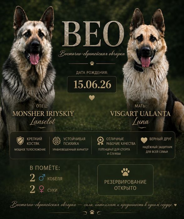 Резерв щенков Вео