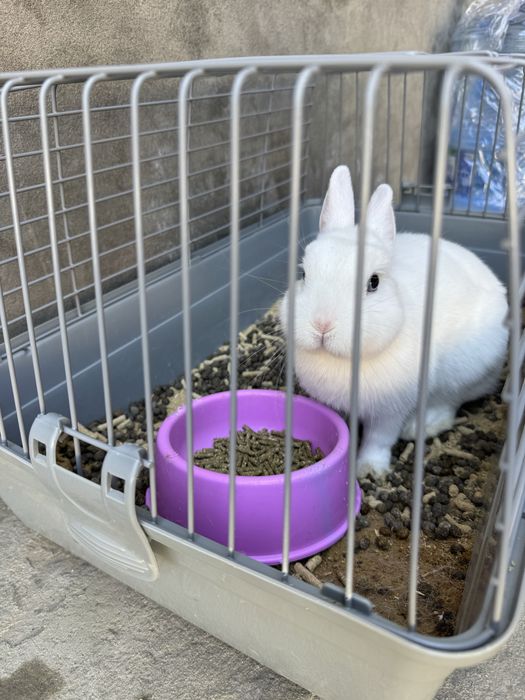 Oppoq quyon srochno sotiladi