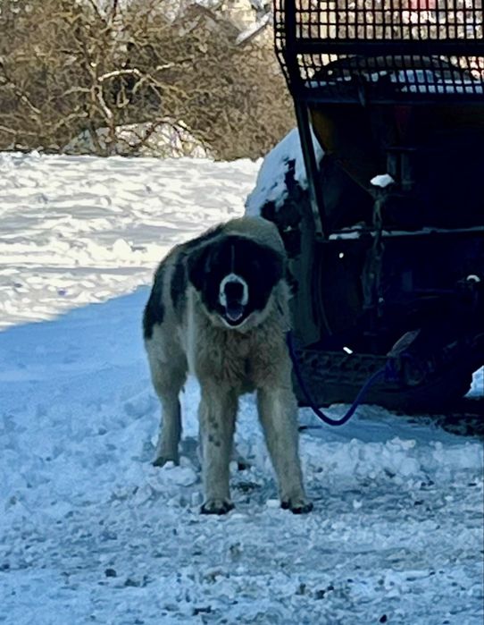 Căutare stână serioasă pentru câine ciobănesc de Bucovina