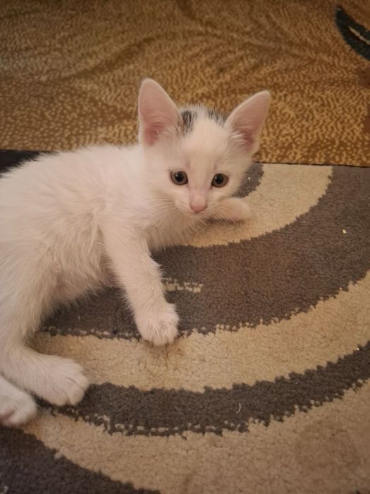 Отдам котенка в хорошие руки