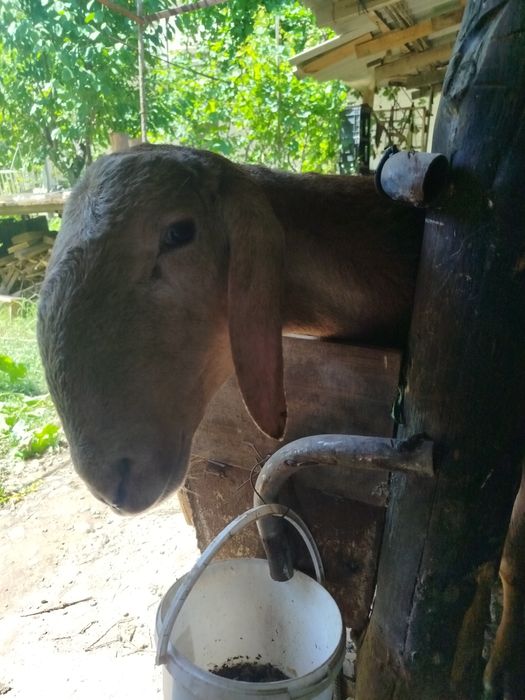 Арашан кошкарлар