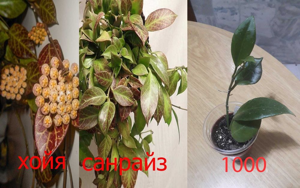 Цветочки   разные  продам
