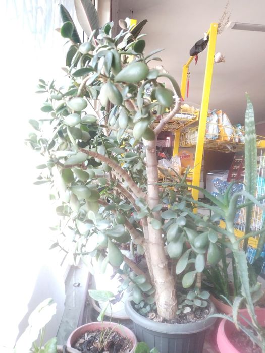 Продам комнатные цветы