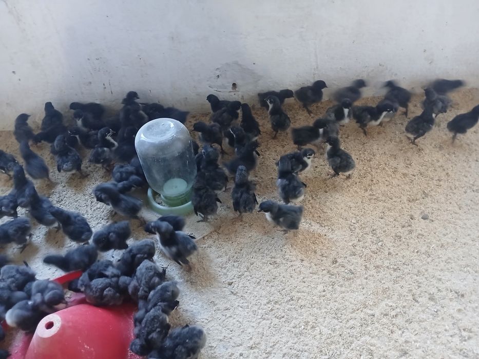 жерси жужалари сотилади