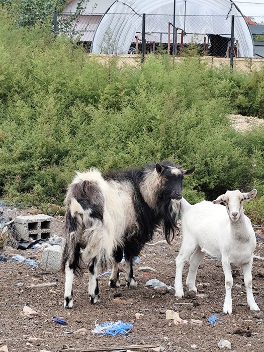 Vând țap de montă