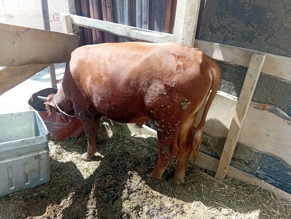 Бичок продам ммммм