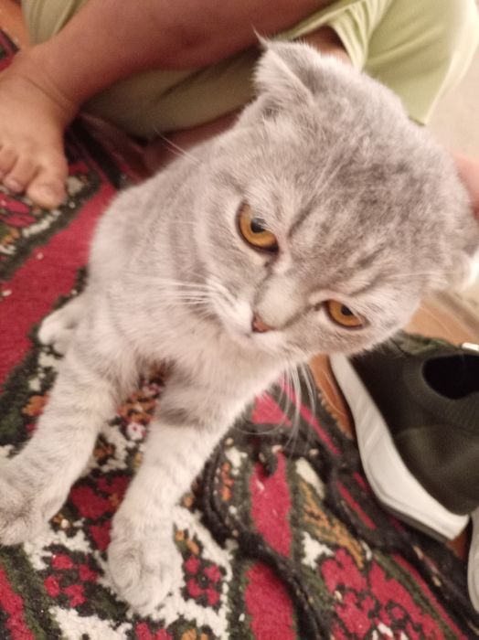 zotdor mushukkk sotiladi kimga kerak bólsa aloqadamz